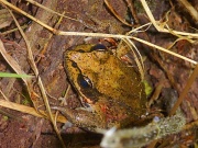 25th Sep 2011 - Froggy Went a Courting
