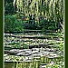 Monet's Garden by judithdeacon