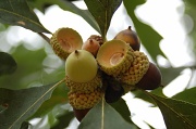 24th Sep 2011 - Missing acorns