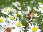 24th Sep 2011 - Bee in a Field of Daisies