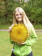 25th Sep 2011 - Sunflower