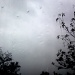 Rain by berend