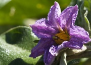 25th Sep 2011 - Eggplant/Aubergine flower