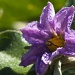 Eggplant/Aubergine flower by bella_ss