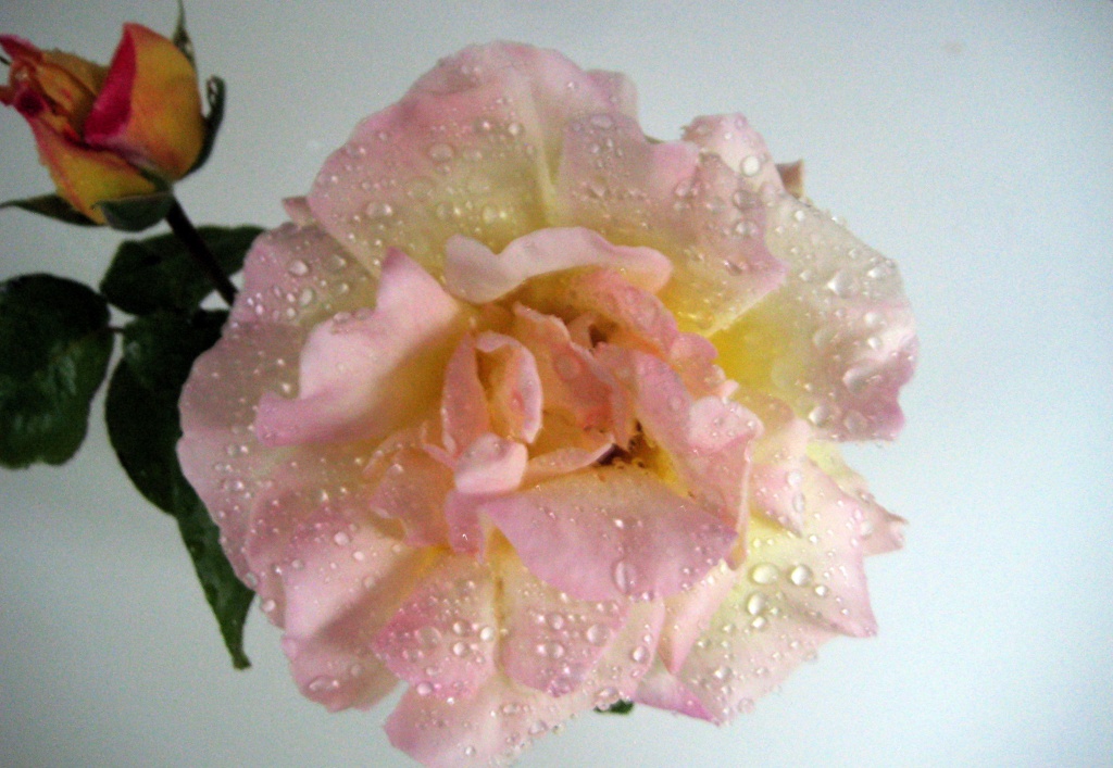 Rose by filsie65