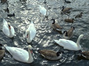 26th Sep 2011 - Swan (and goose!) Lake.