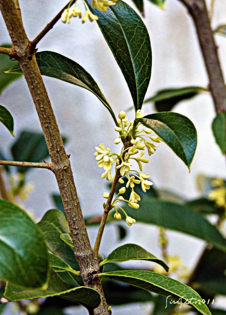 Tea Olive (Osmanthus fragrans) by peggysirk