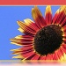 Sunflower by judithdeacon