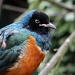 Superb Starling by natsnell