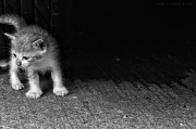 25th Aug 2011 - Undercar Kitten