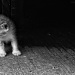 Undercar Kitten by nellycious