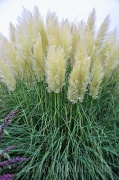 26th Sep 2011 - Pampas Grass