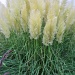 Pampas Grass by mamabec