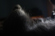 25th Sep 2011 - Furry Beast