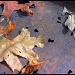 Leaves on a Metal Drum by olivetreeann