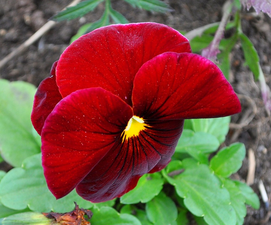 Pansy by philbacon