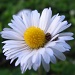 White (and yellow, and ladybirds!) by alia_801