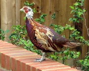 27th Sep 2011 - Teenage pheasant