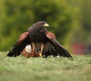26th Sep 2011 - A Harris Hawk Mantling