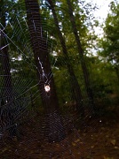 27th Sep 2011 - Tiny Web - Tiny Spider