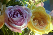 27th Sep 2011 - Roses in Bloom
