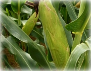 27th Sep 2011 - Fresh corn