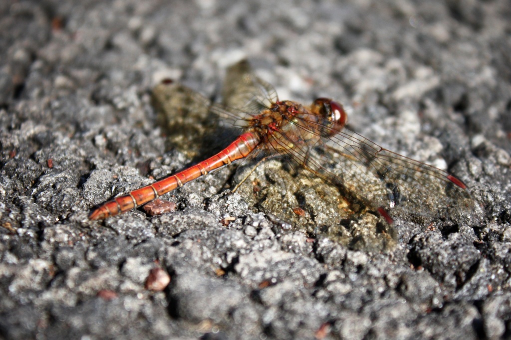 Common Darter by natsnell