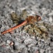 Common Darter by natsnell