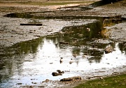 27th Sep 2011 - Ducks in Muck