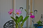 27th Sep 2011 - Nana's Catlaya orchid update