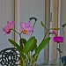 Nana's Catlaya orchid update by stcyr1up