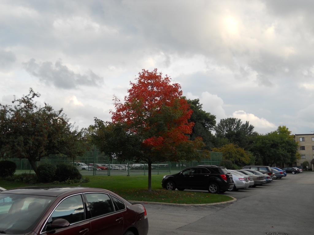 Maple tree changing colors by kchuk