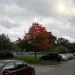 Maple tree changing colors by kchuk