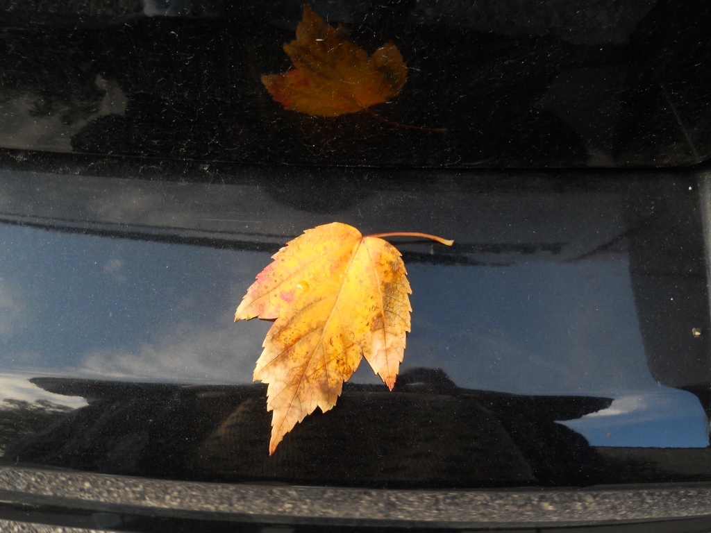 Autumn leaf by kchuk