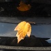 Autumn leaf by kchuk