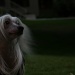 Ripley The Chinese Crested by kerristephens