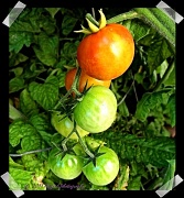 27th Sep 2011 - Tomatoes