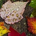 Maple Leaves by jbritt