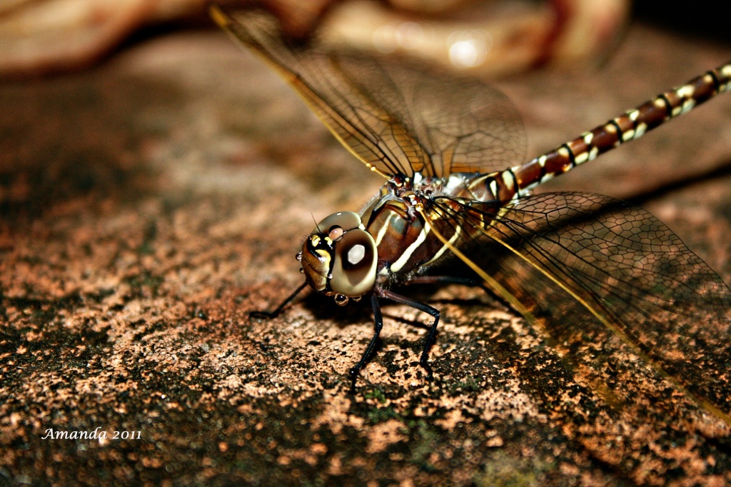 my dragonfly by corymbia