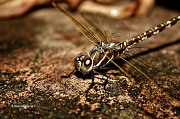 27th Sep 2011 - my dragonfly