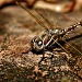 my dragonfly by corymbia