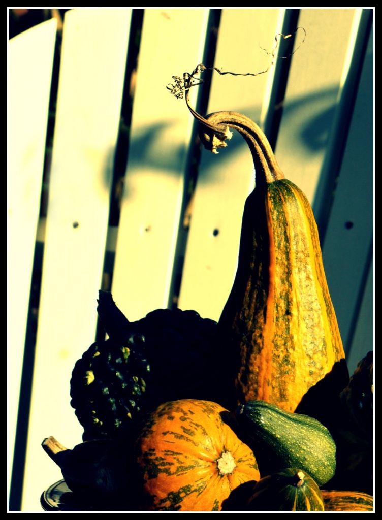 Gourdness me... by judithg