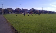 26th Sep 2011 - Picnic with the crows