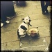 Beggar Dog by andycoleborn