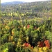 Infinite Trees by sunnygreenwood