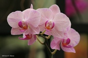 28th Sep 2011 - Orchid Trio