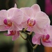 Orchid Trio by falcon11