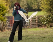 28th Sep 2011 - Shall I be a falconer or a photographer?