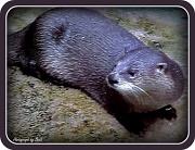 29th Sep 2011 - Otter