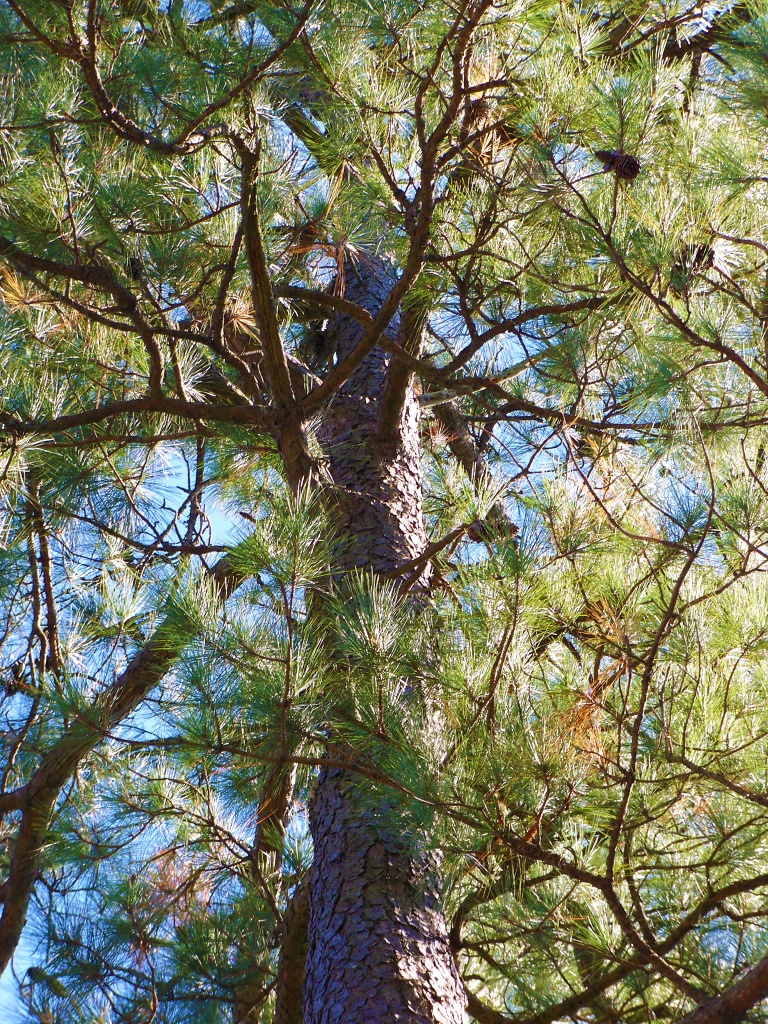 Carolina loblolly pine by marlboromaam